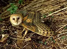 Barn owlTyto alba