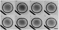 Polar body bulging from an animal pole of a starfish oocyte