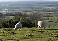 On top of Nibley Knoll