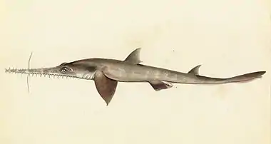 Sketchbook of fishes - 25. (Longnose) Saw shark - William Buelow Gould, c1832