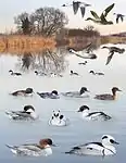 ID composite