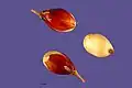 Sorghum grains