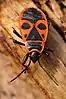 Pyrrhocoris apterus