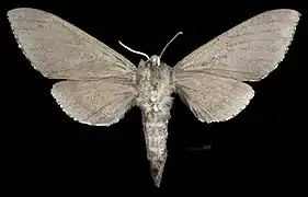 Sphingulus mus ♀ △