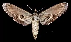 Female ventral