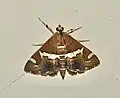 Spoladea recurvalis