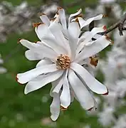'Royal Star'