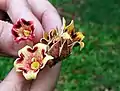 S. apetala individual flowers