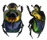 Sulcophanaeus imperator imperator - female