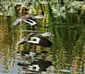 Darville, Pietermaritzburg, South Africa