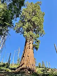 The Telescope Tree