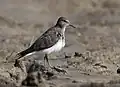 In non-breeding plumage at Purbasthali in Bardhaman District of West Bengal, India.