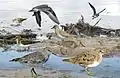 ID composite