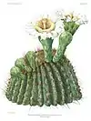 Saguaro blossom