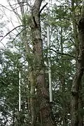 Forest Bells (1997)