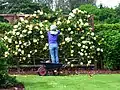 The Rose Garden at Drum Castle