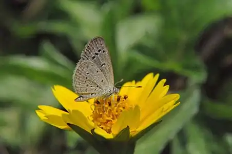 Ventral view