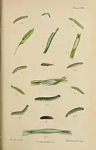 figs 3, 3a, 3b  larvae after last moult;3c pupa