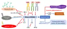 The regulatory role of BLIMP-1/PRDM1 on immunocytokines and hematopoietic cells.