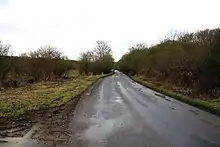 Holly Wood