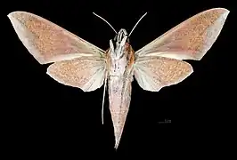Female ventral view