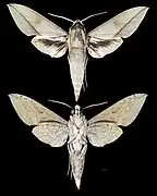 Theretra celata