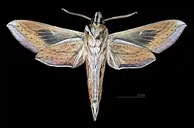 Male, ventral view