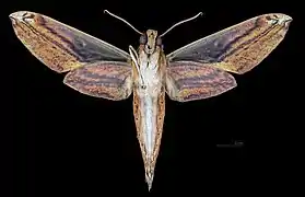 Male ventral
