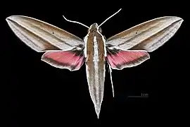 Male dorsal view