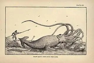 #45 (2/11/1878)Artist's impression of the "Thimble Tickle specimen" found on 2 November 1878, which reportedly measured 55 feet (17&nbsp;m) in total length, from Charles Frederick Holder's Marvels of Animal Life (Holder, 1885:198, pl. 25). No photographs or exact measurements exist as the specimen was cut up for dog food soon after its discovery.