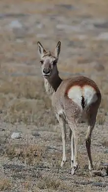 Brown and white bovid