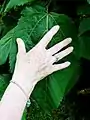 Large leaf, >30&nbsp;cm long