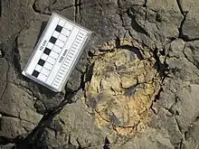 Fossil tree stump with growth rings