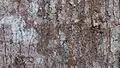 The bark