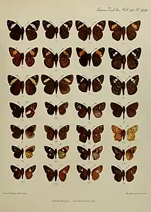 Coladenia dan fulvescens Elwes & Edwards, 1897, Coladenia agnioides Elwes & Edwards, 1897 and Coladenia laxmi sobrina in  Elwes & Edwards, 1897 A Revision of the Oriental Hesperiidae