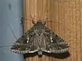 Trichoplusia ni