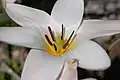 Flower closeup