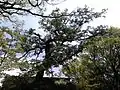 Putative 'Tortuosa' Host, Calton Hill Park, Edinburgh