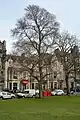 'Umbraculifera Gracilis', Bruntsfield Links, Edinburgh (April 2015)