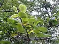 Foliage, underside