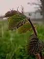 Emergent foliage colour