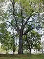 Branching