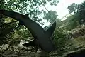 The underside of a shark, taken from an under-tank tunnel at the Dallas World Aquarium