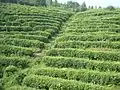 Jingu Tea Co's tea plantation in Xiqiuwan Township