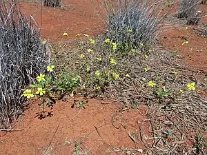 Habit