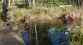 Volunteers cutting reeds and desilting the pond