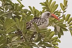 male, The Gambia