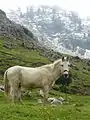White mule in the Dunnieh Mountains