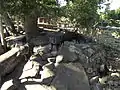 Wild boars