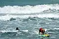 World Dog Surfing Championships
